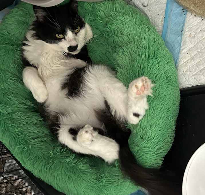 Photo of Mister Mustache