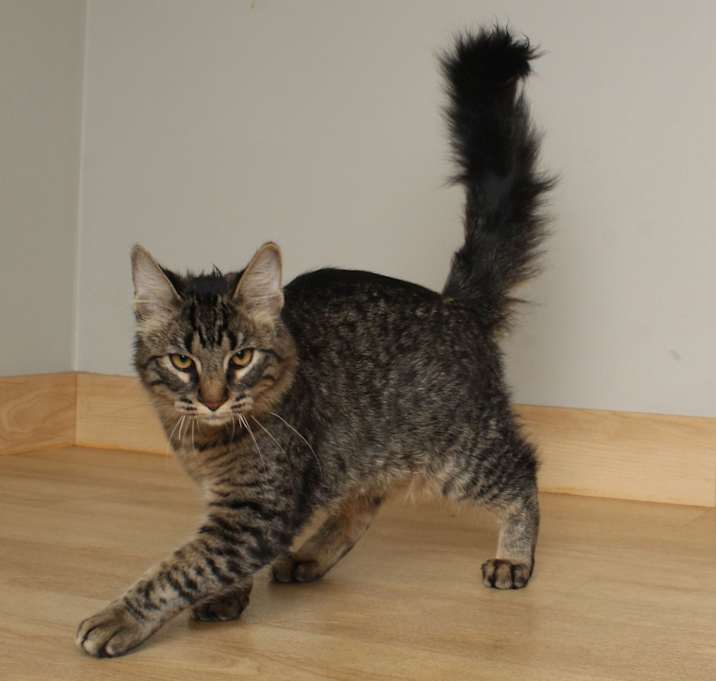 Photo of Simba C64989