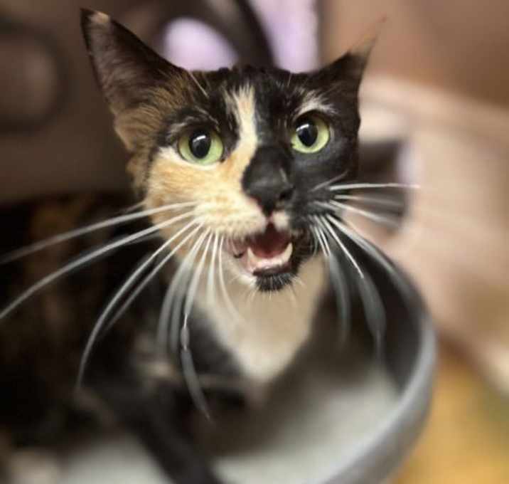 Photo of Neapolitan