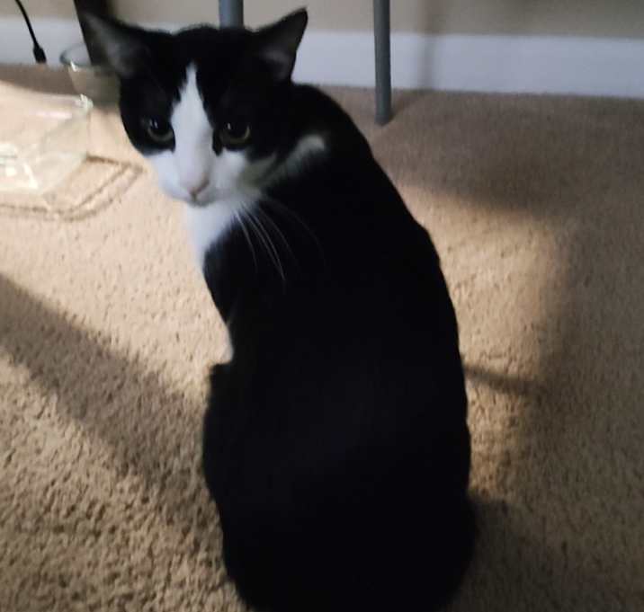 Photo of Meow meow
