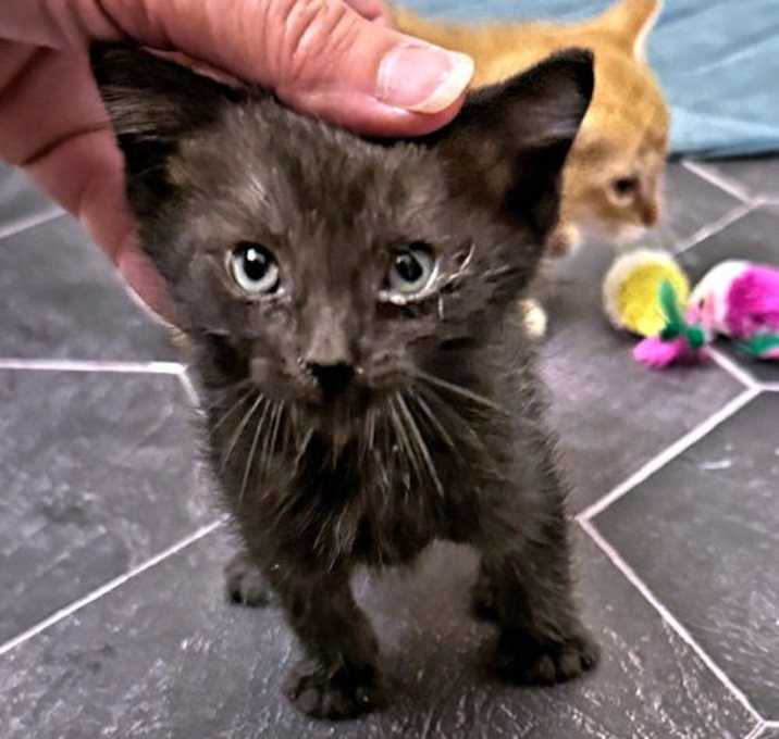 Photo of Pickle