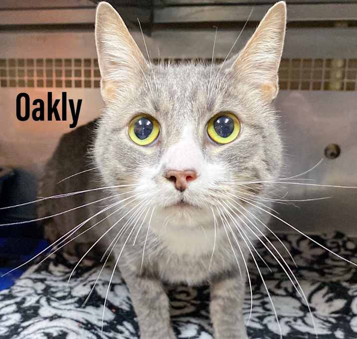 Photo of Oakly