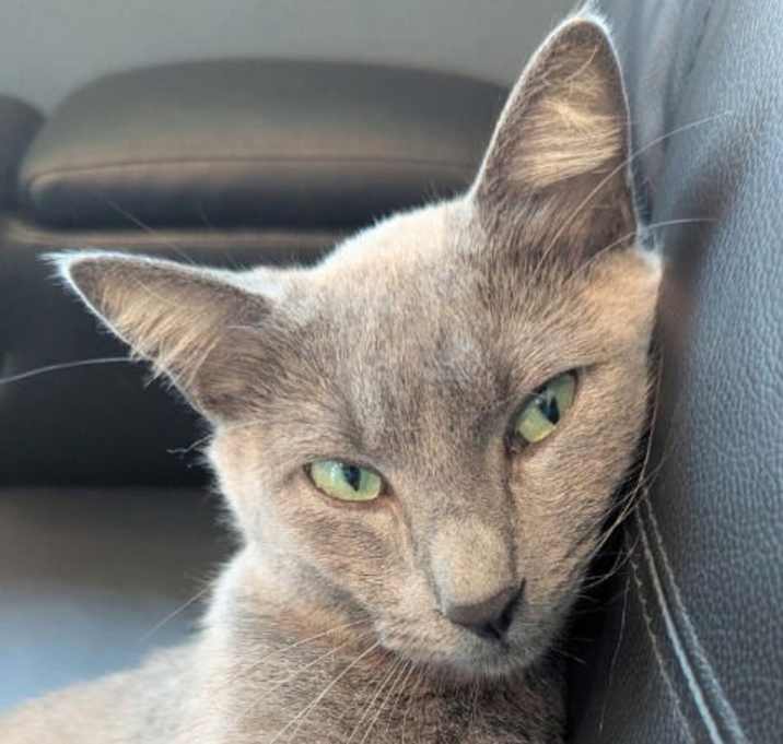 Photo of Elphie