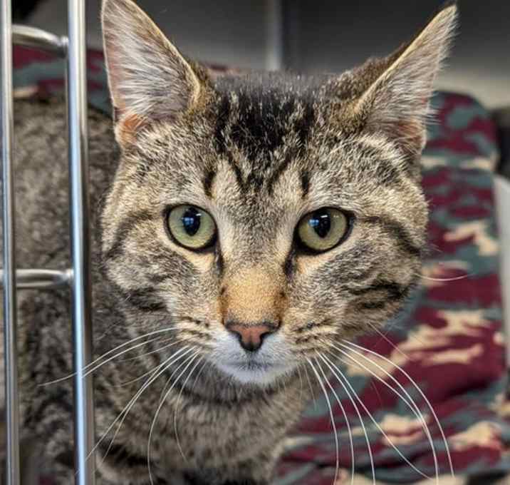 Photo of Fritzy