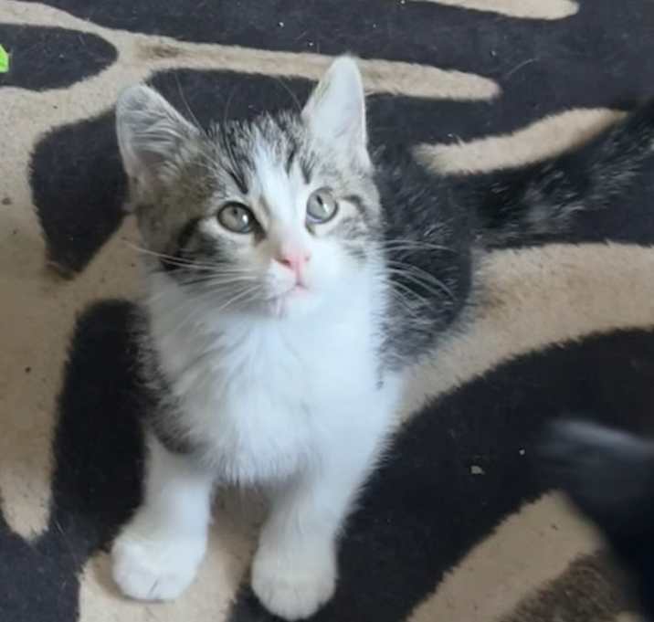 Photo of Tweedledee (25-062 C)