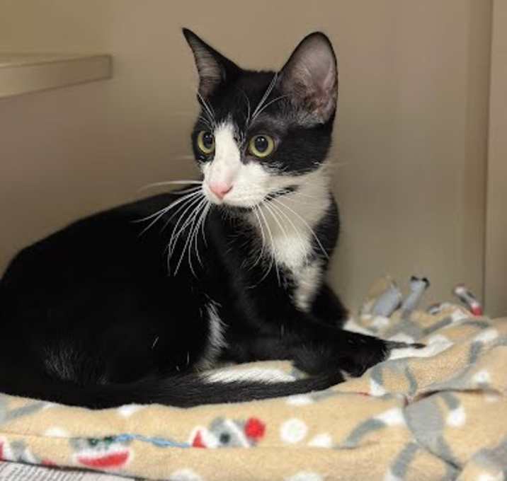 Photo of Domino
