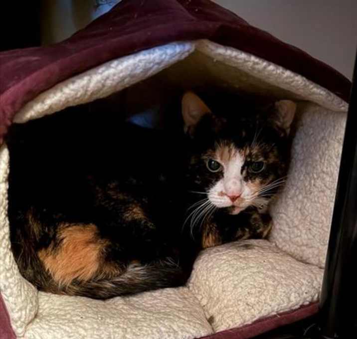 Photo of BONITA