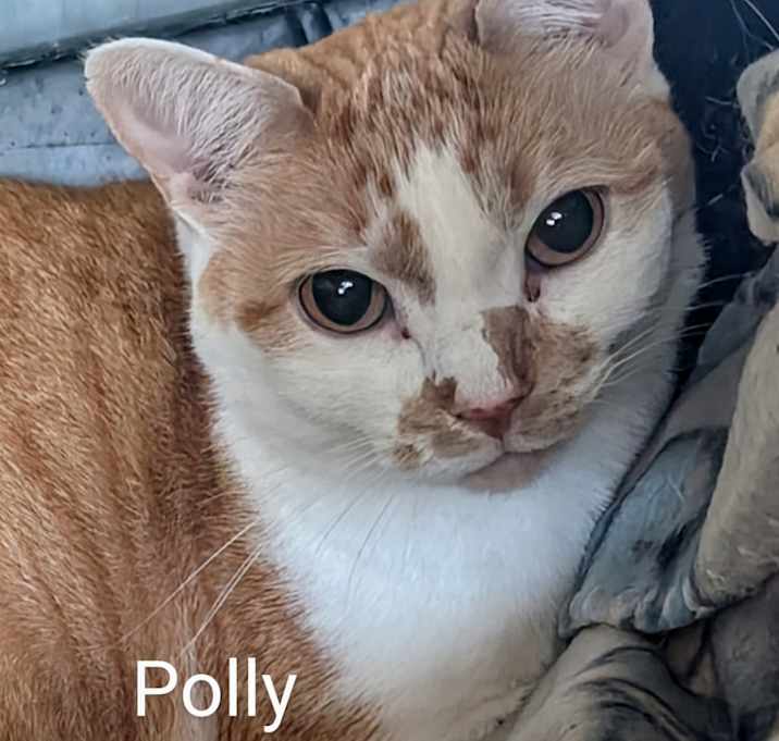 Photo of Polly