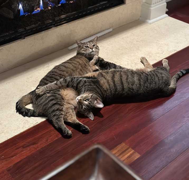 Photo of Scooter and Lucky