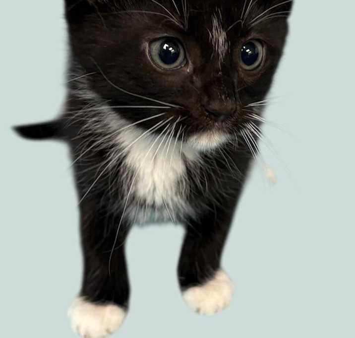 Photo of Spade