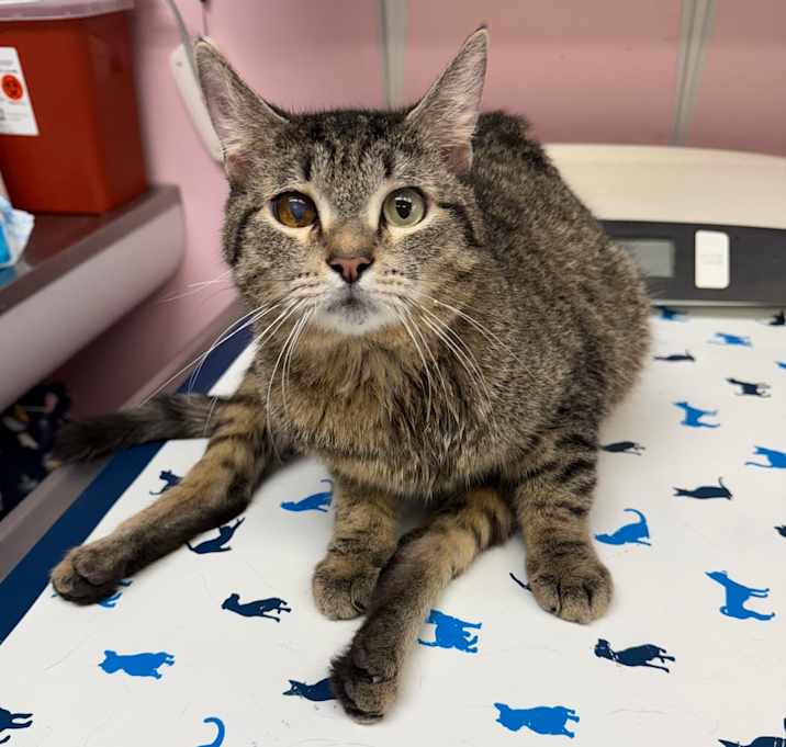 Photo of Scooter