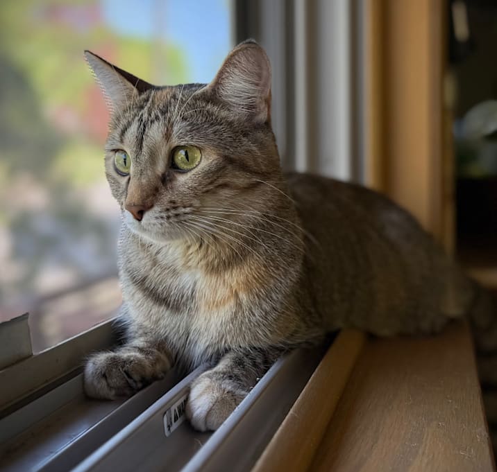 Photo of Meet more of TCPR's adoptable cats at The Cafe Meow - New Hope!