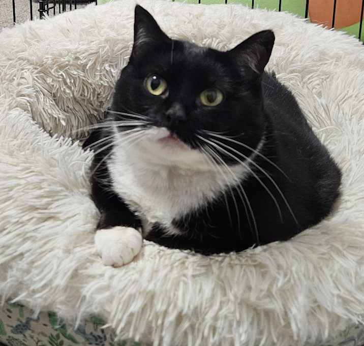 Photo of Baxter