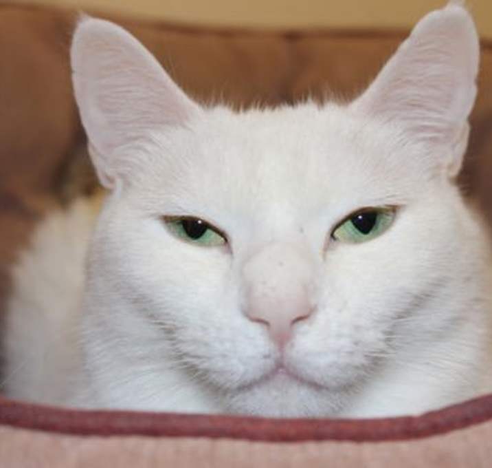 Photo of Stella