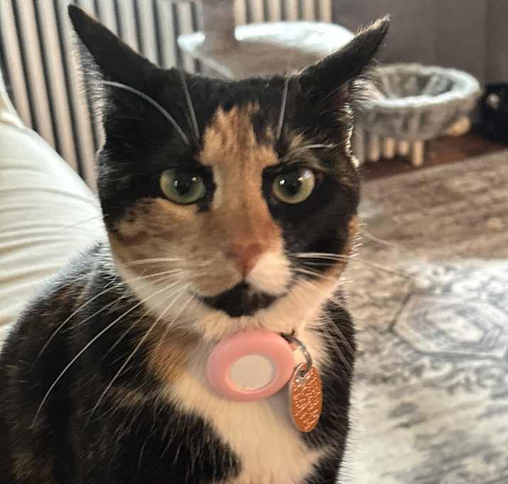 Photo of Stella