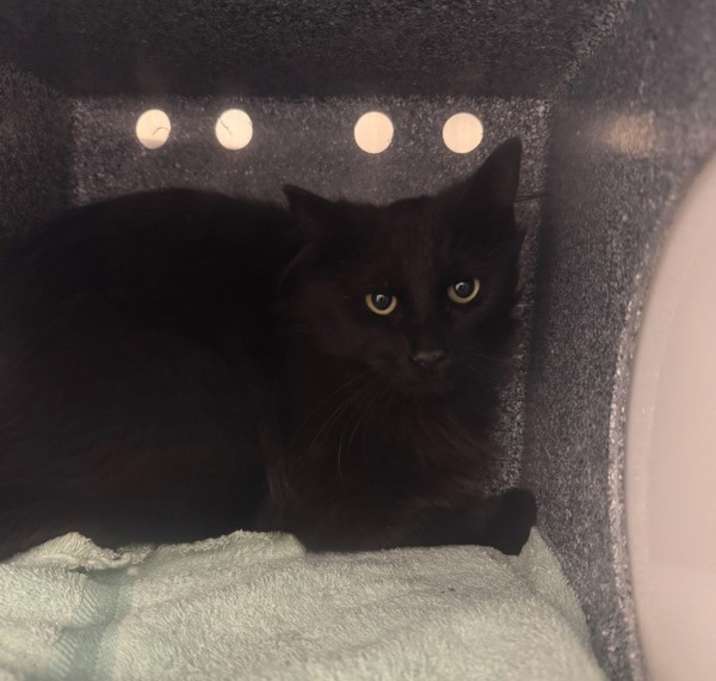 Photo of Inky