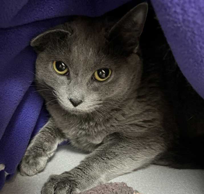 Photo of Speedy