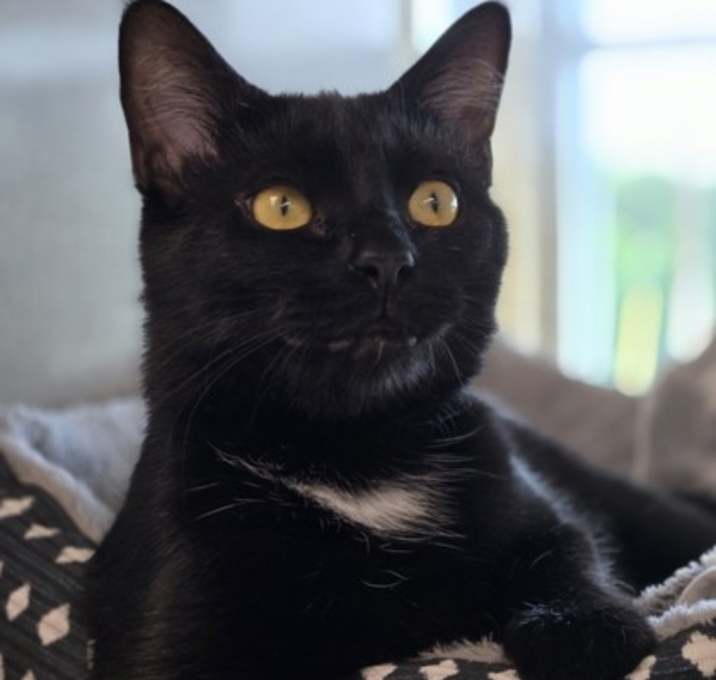 Photo of Asta