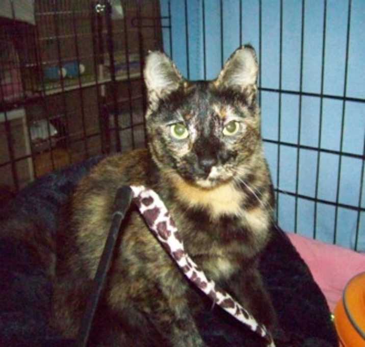 Photo of Fig