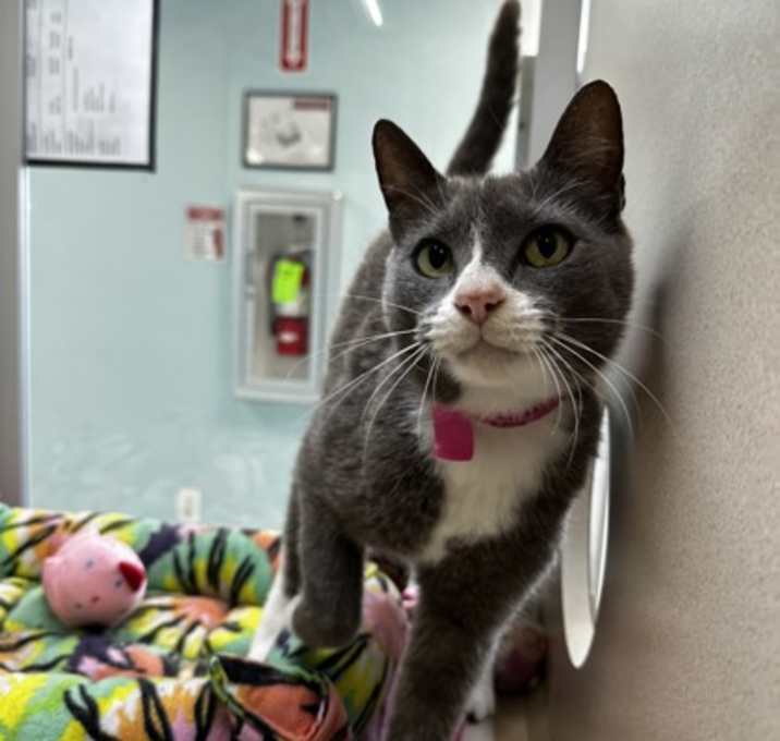 Photo of PETUNIA