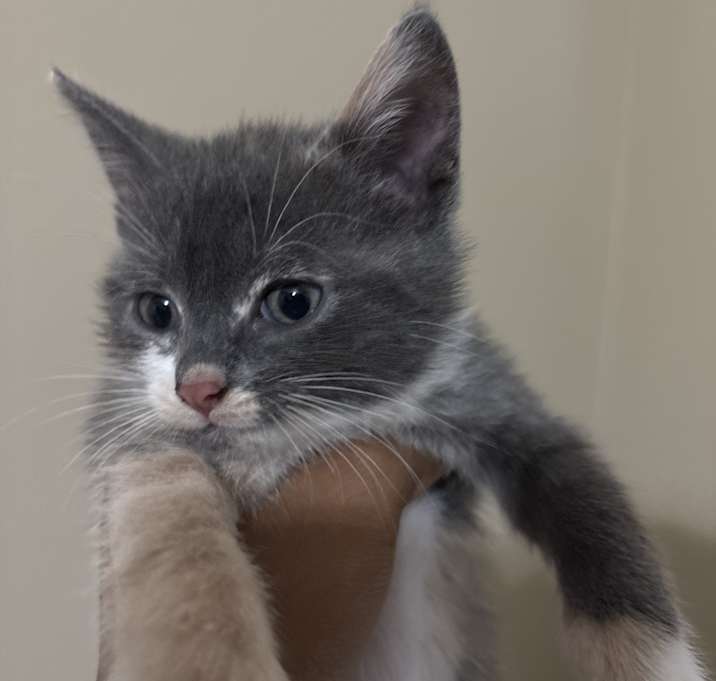 Photo of gigi