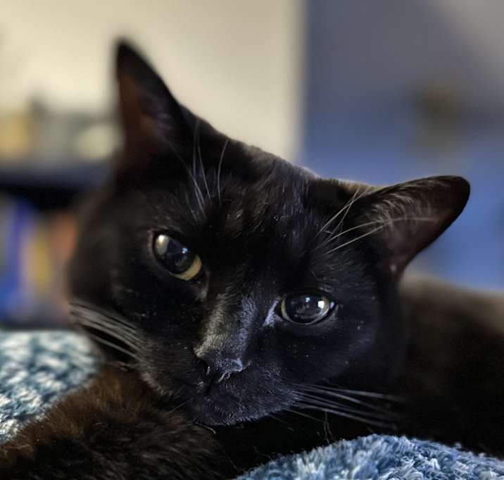 Photo of JiJi