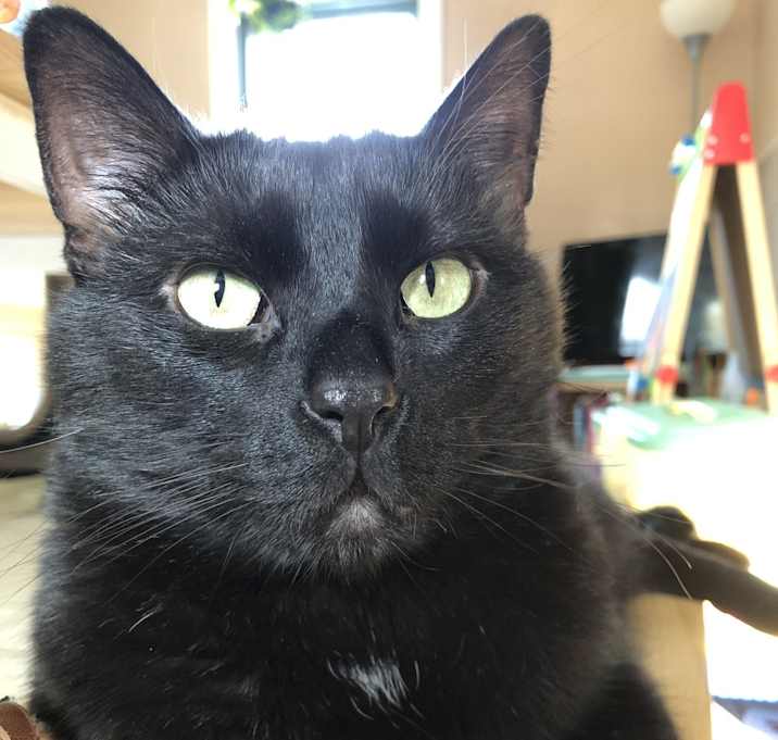 Photo of Bagheera