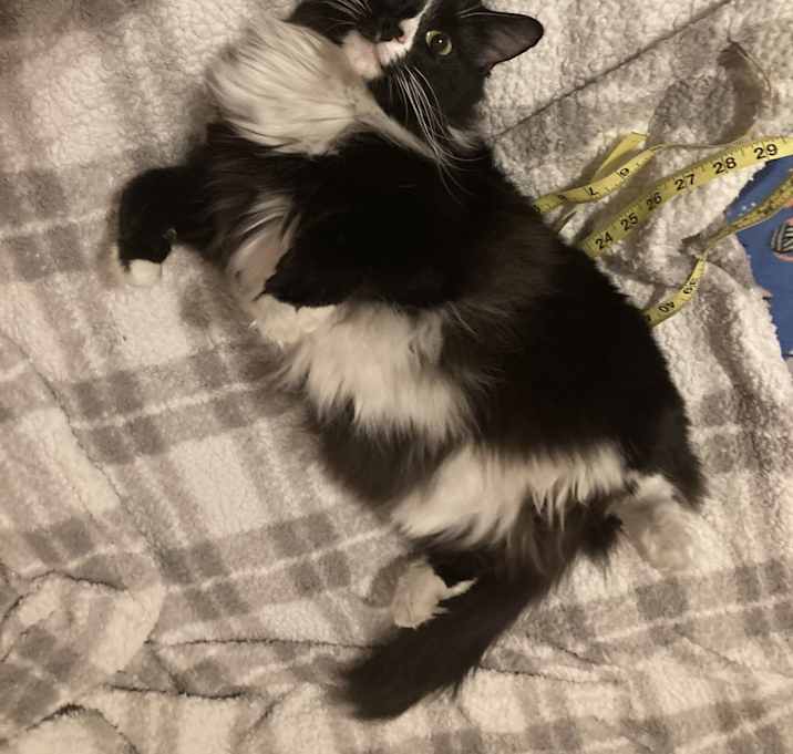 Photo of Scout