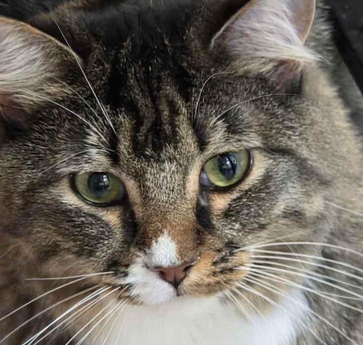 Photo of Princess Waffles Feiri