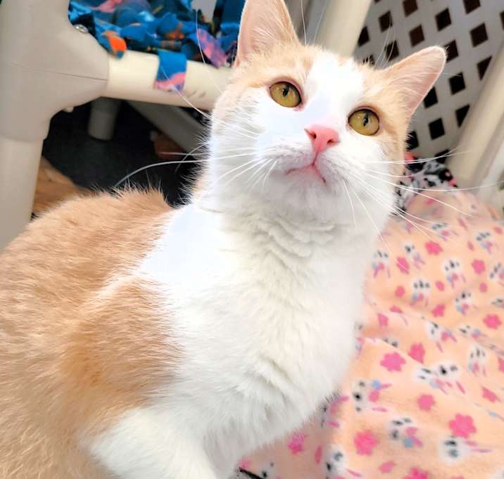 Photo of Harlow