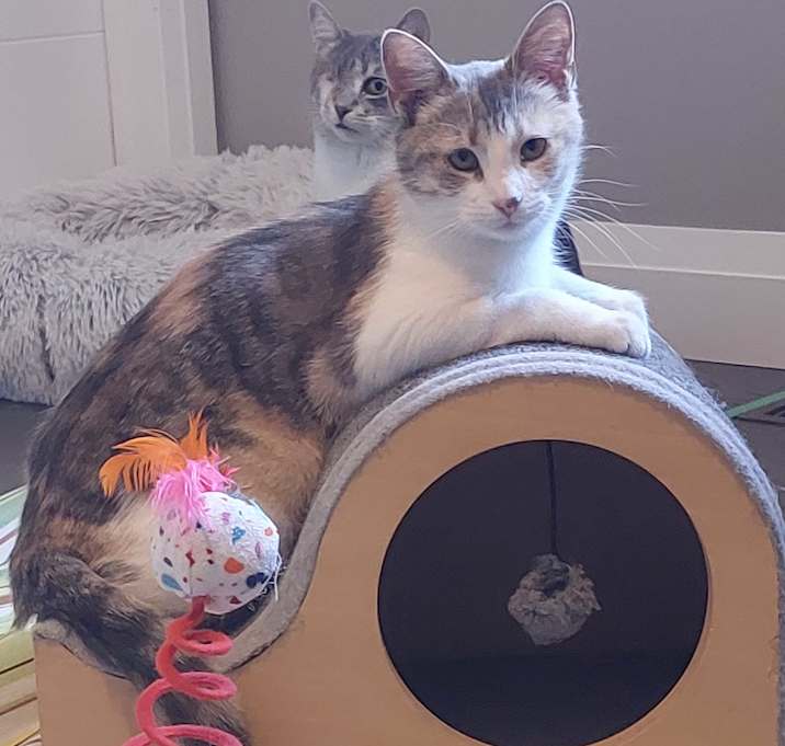 Photo of Rosie