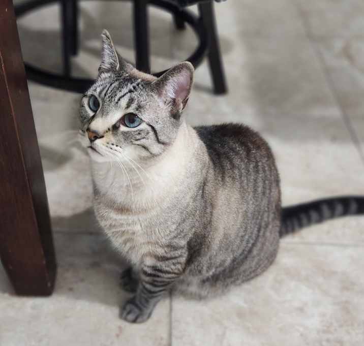 Photo of Chrome
