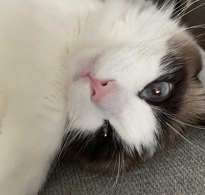 Photo of Phoebe