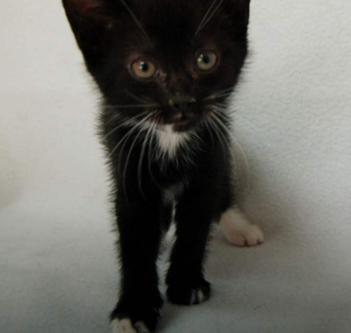 Photo of Misty