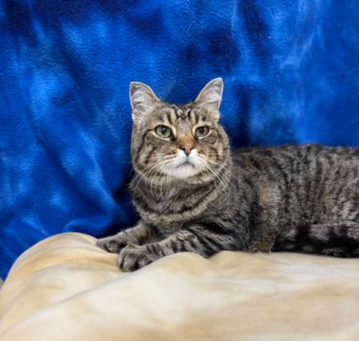 Photo of BUBBA
