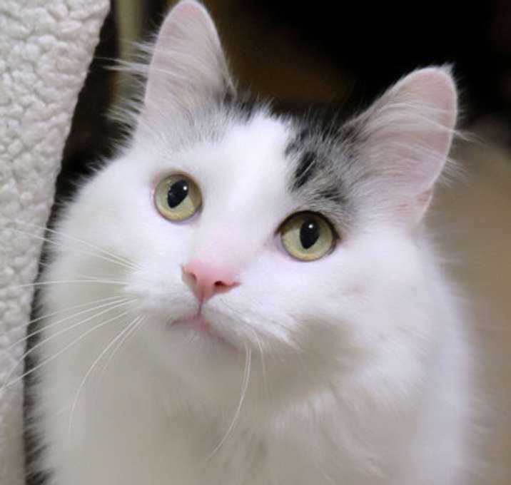 Photo of Bosco
