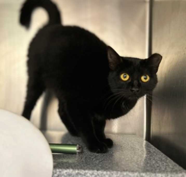 Photo of Armonia (working cat)