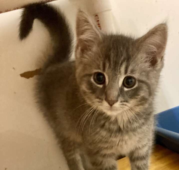 Photo of FITZ
