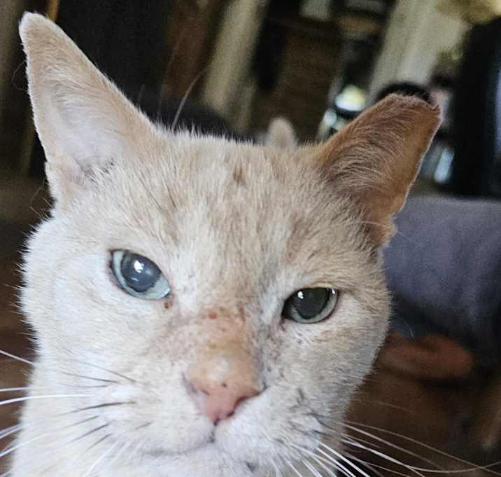 Photo of Leo