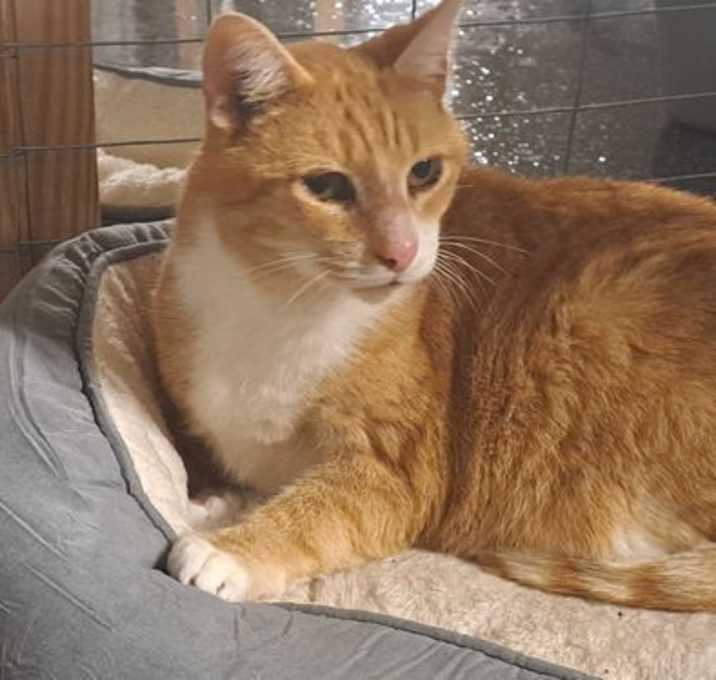 Photo of Chester