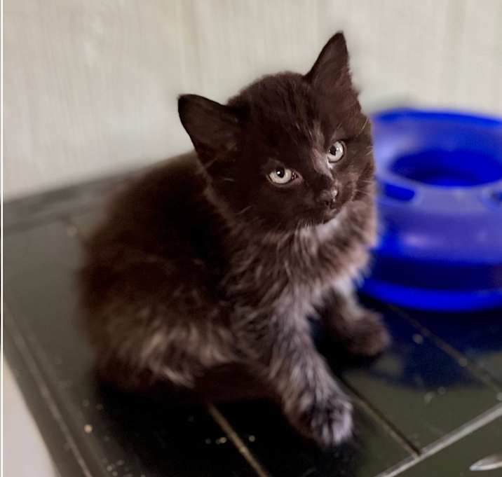 Photo of Bat Cat