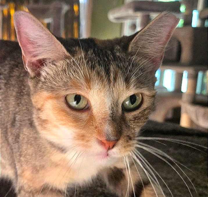 Photo of Tulip