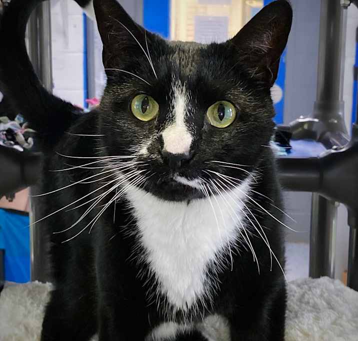 Photo of Trigger