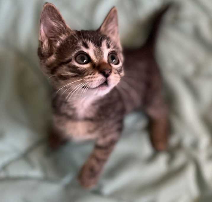 Photo of Fern