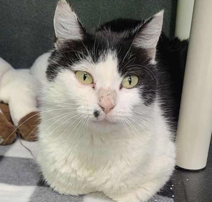 Photo of 6698 (Moxie)