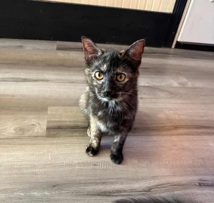 Photo of Tigger