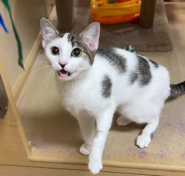 Photo of Sweet Pea