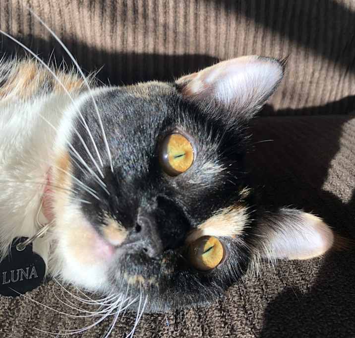 Photo of Luna