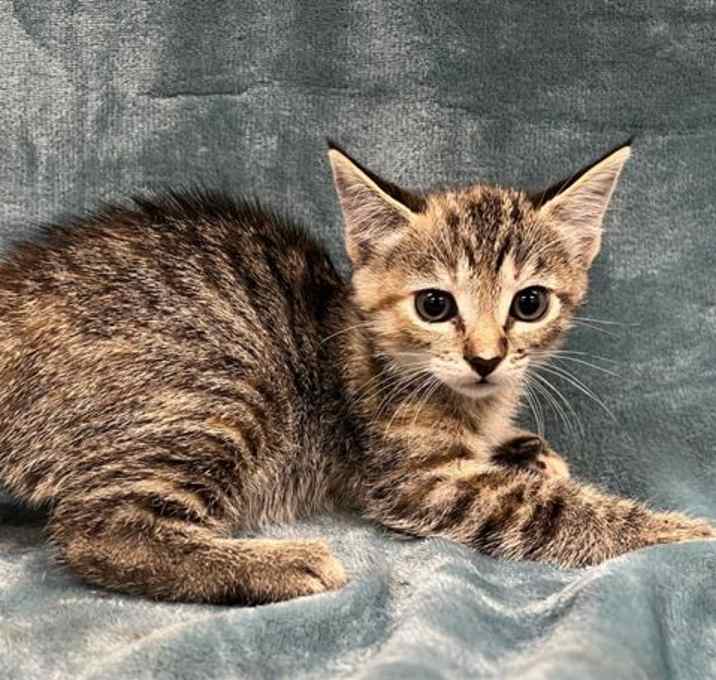 Photo of DONNA