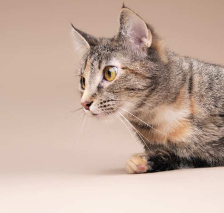 Photo of Snowbird